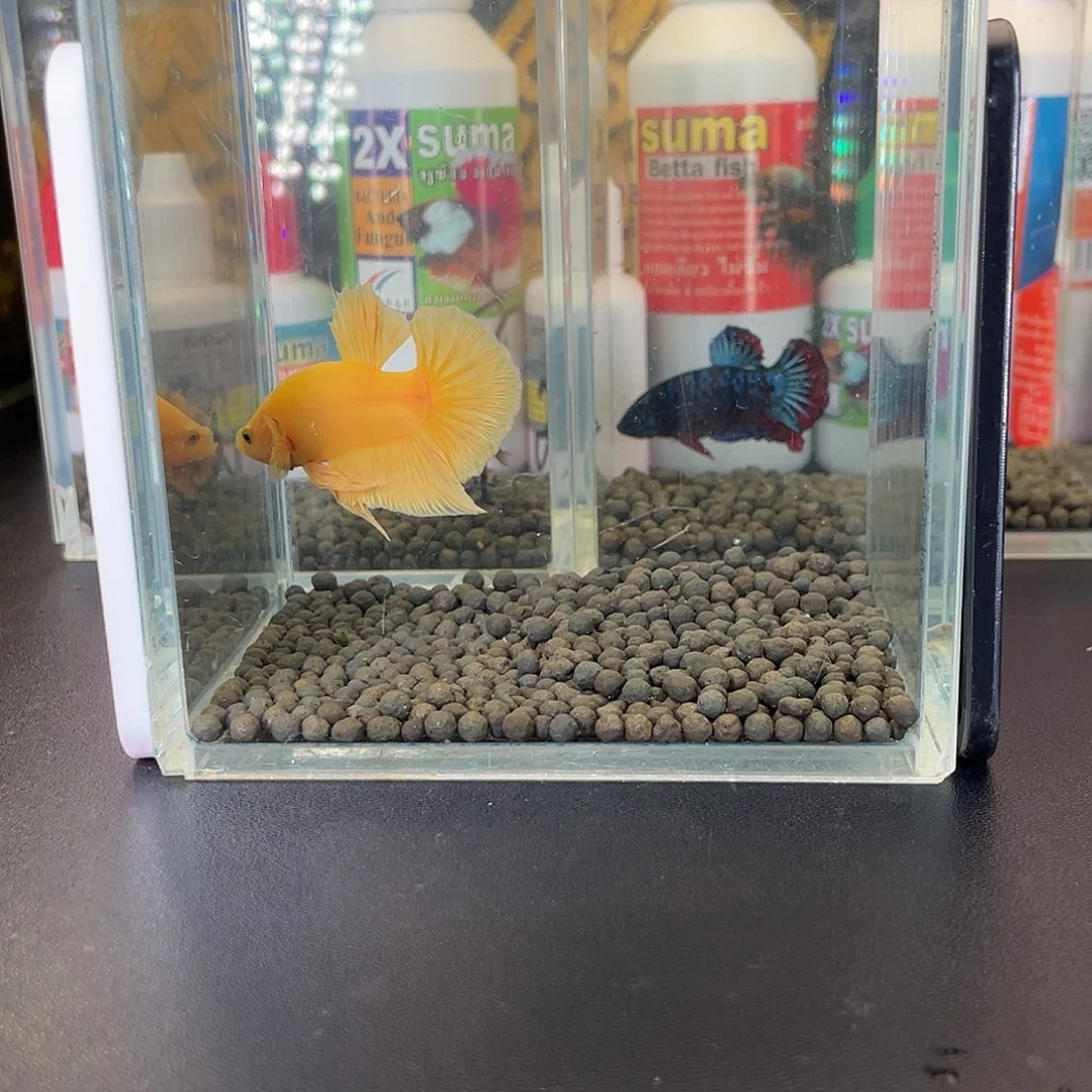 斗鱼38号1021早超黄