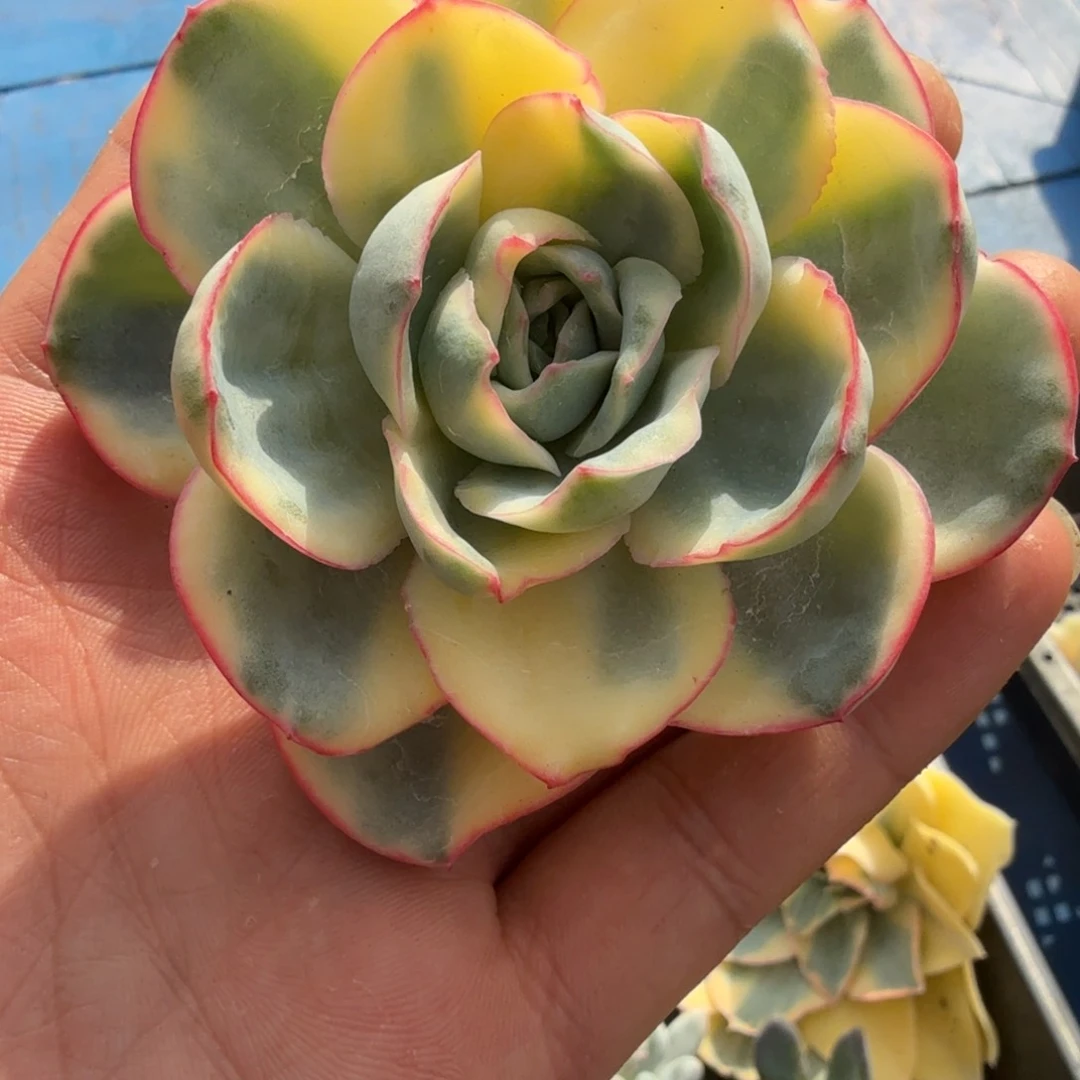 晨露锦头盖多肉锦