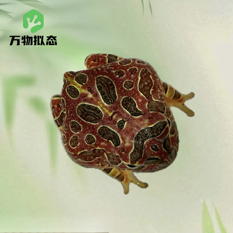 霸王角蛙台湾红钟台湾绿霸王台湾双色霸王角蛙