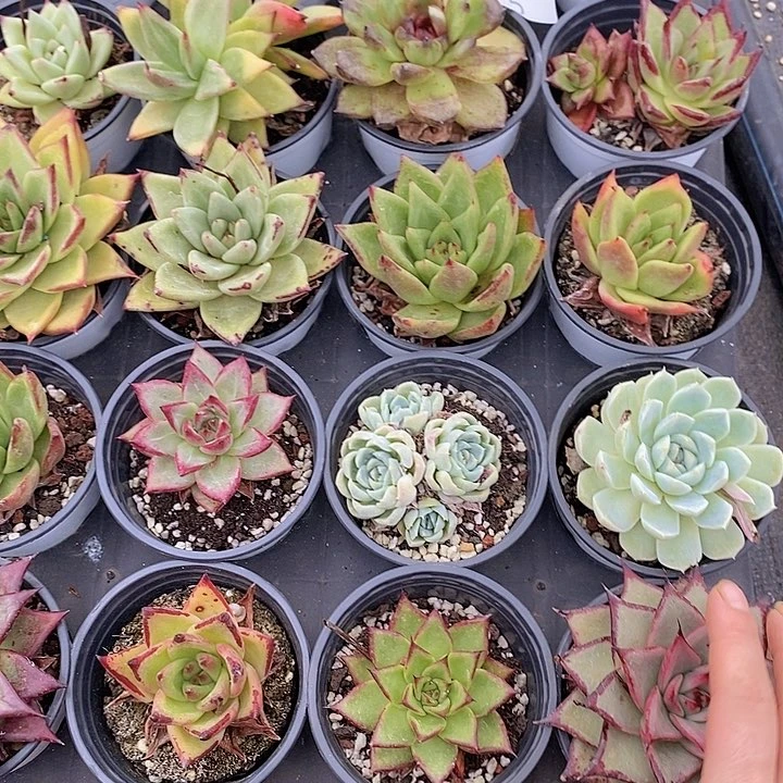 5 微瑕疵不售后多肉植物盆栽花卉