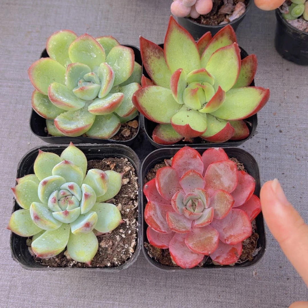 吉娃娃。赫拉。惊鸿。 泡芙