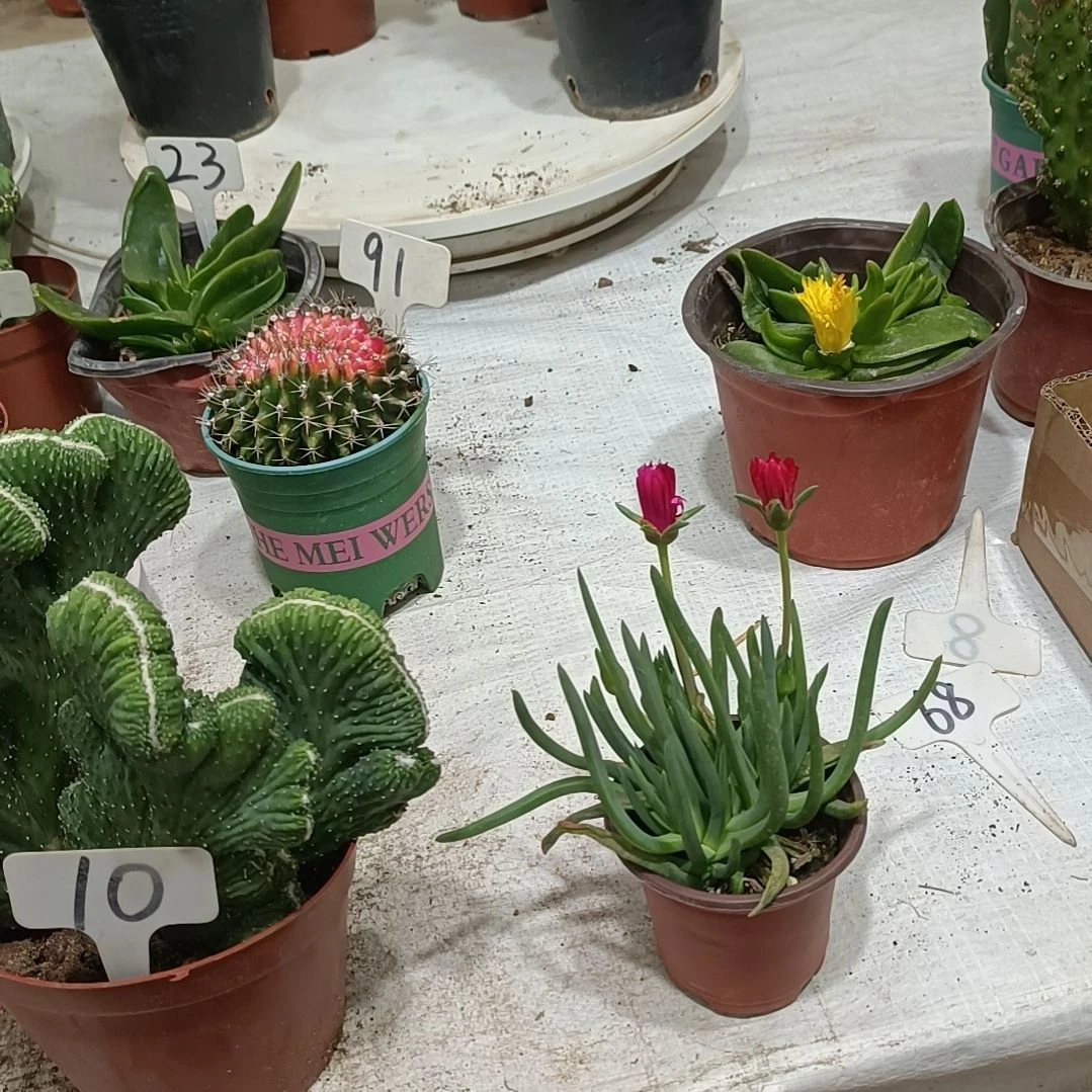 奔龙          10元