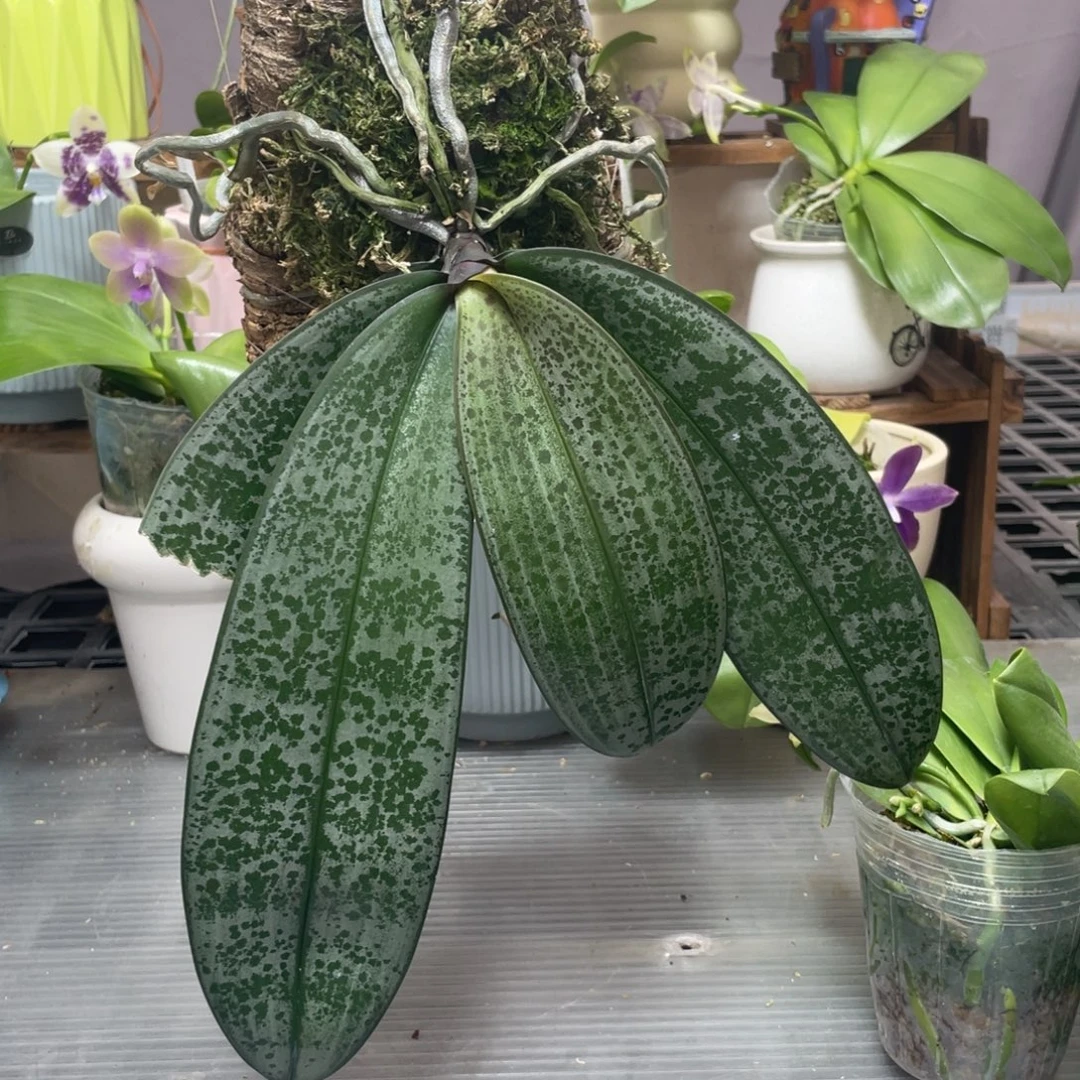 完全开放22IC，康德交西，板植，叶片有修剪