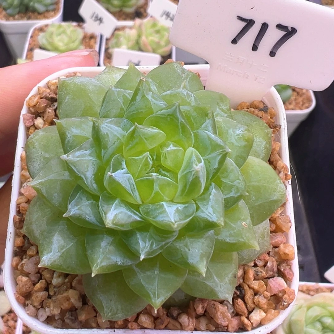 717号风花雪月系列