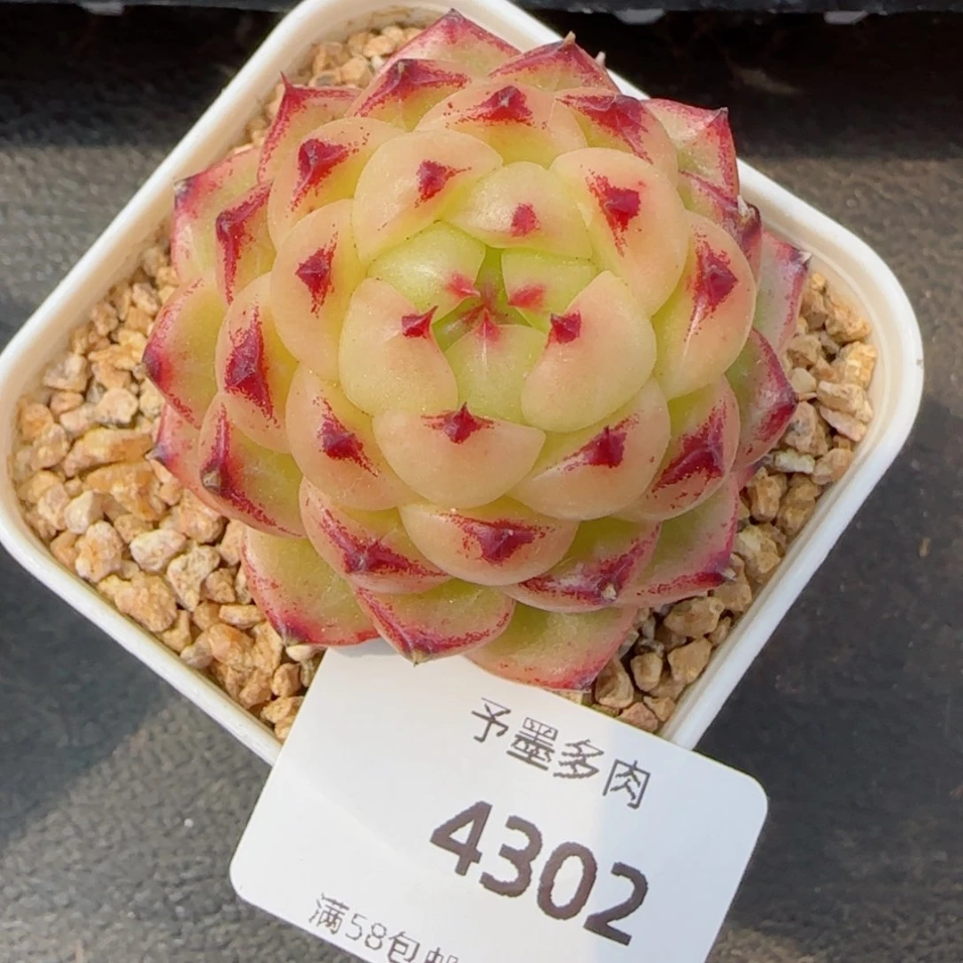 望春风，4302多肉植物