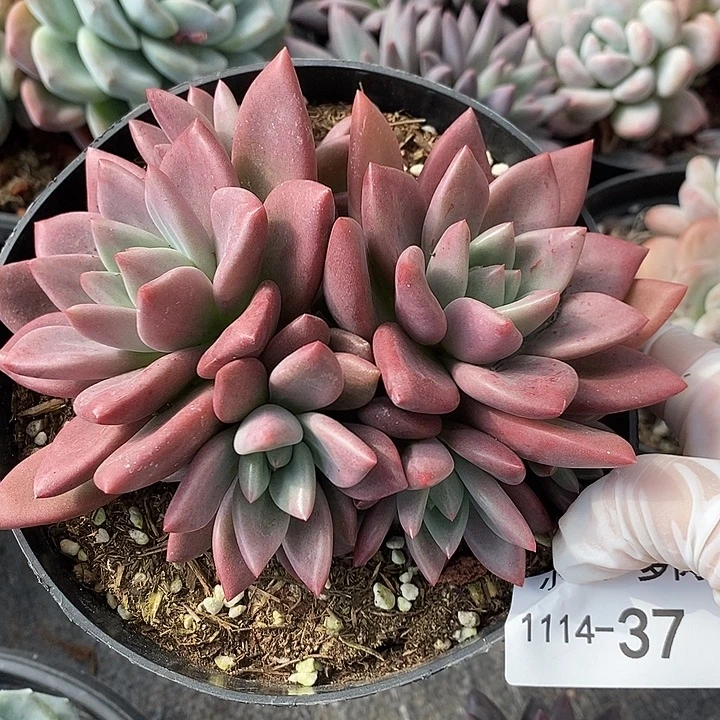 小七夕多肉桃花源杂37