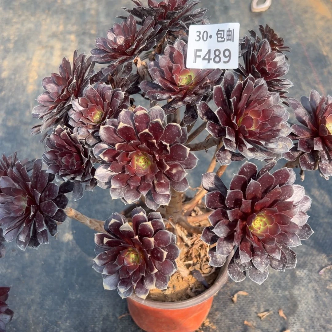 489 多肉法师黑铜