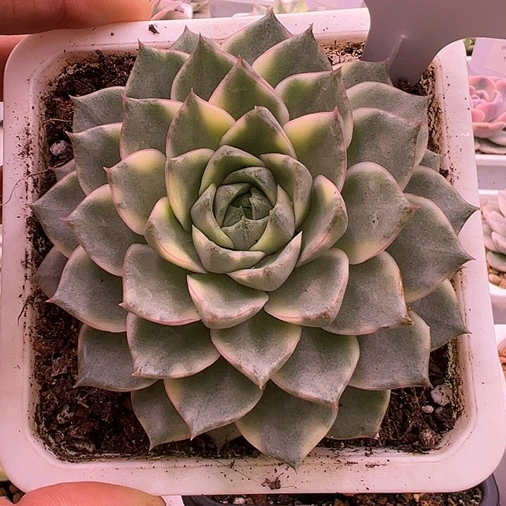 1004号法比奥拉锦多肉