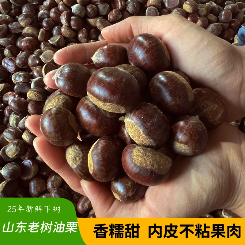 好剥皮山东新鲜现摘正宗野生黄心板栗粉糯香甜当季美味油栗