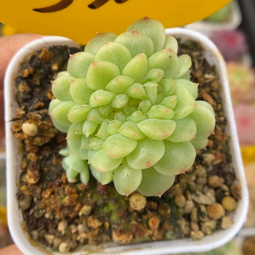 纸鸢缀化5332号。