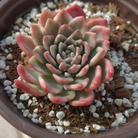 玫瑰橙白覆轮单头带根