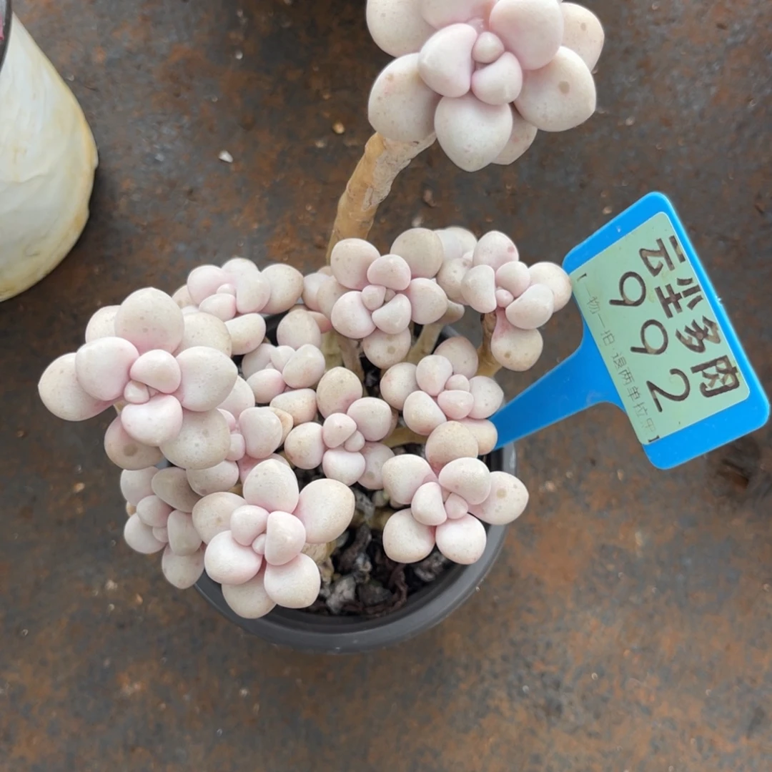 云尘多肉一物一拍992，