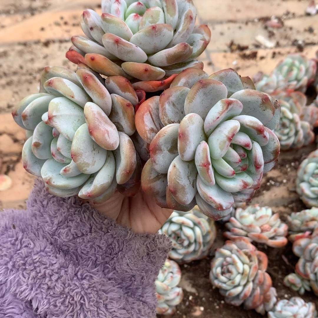 哈哈哈哈哈哈哈石榴籽