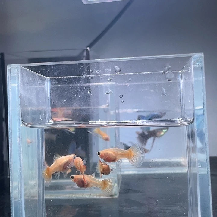 孔雀鱼黄金玻璃猫2公4母