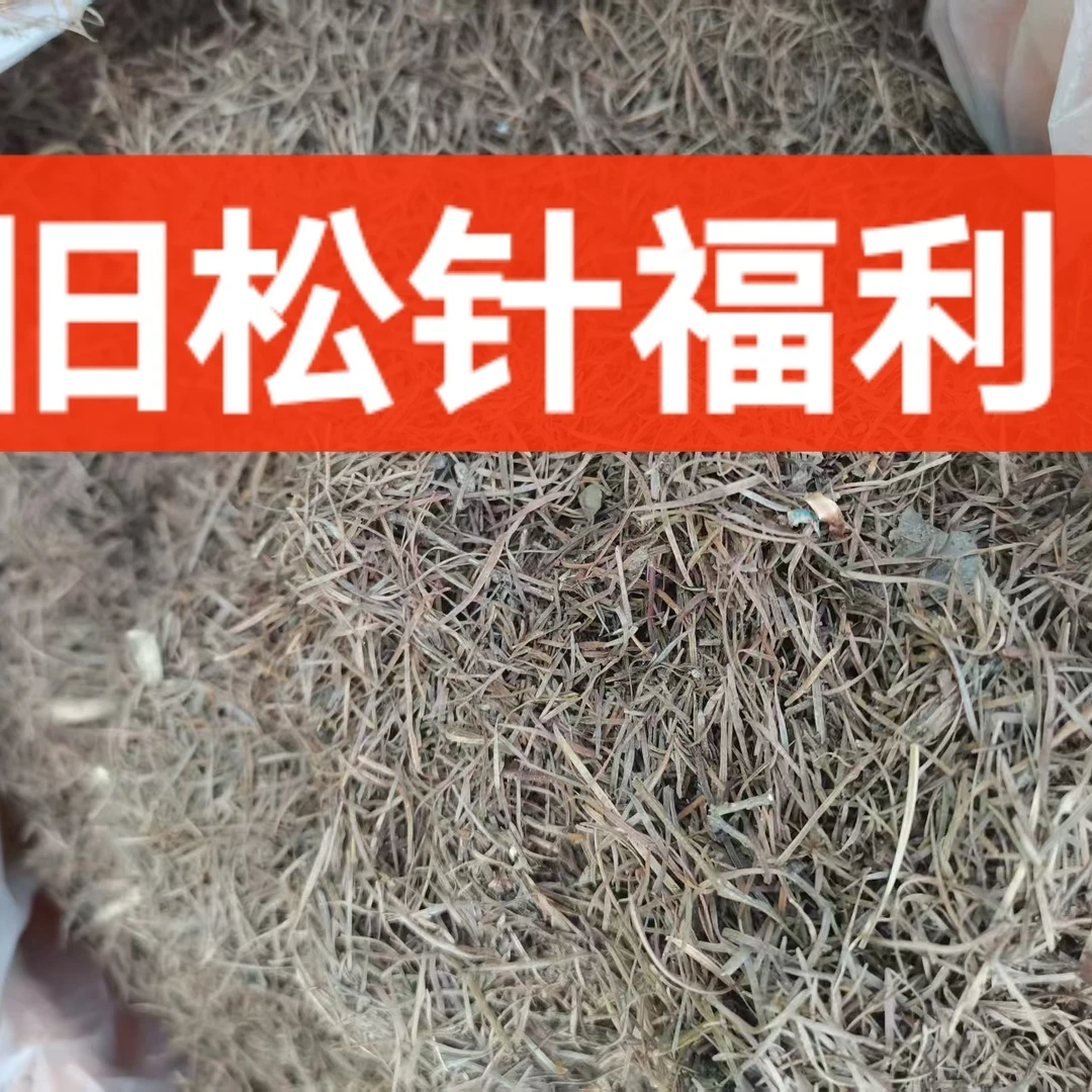 松针福利3斤杜鹃君子兰通用花土