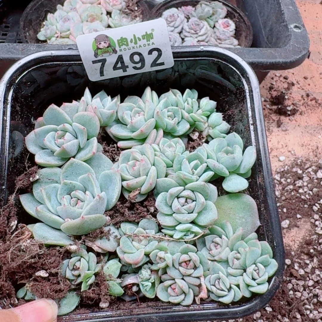 丽***空多肉植物多肉植物