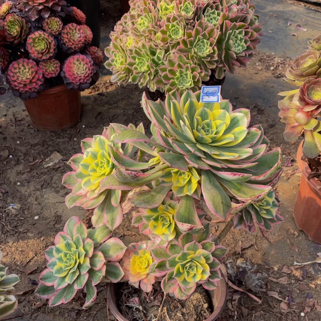 钟*25鲜花老桩有疤妖桩