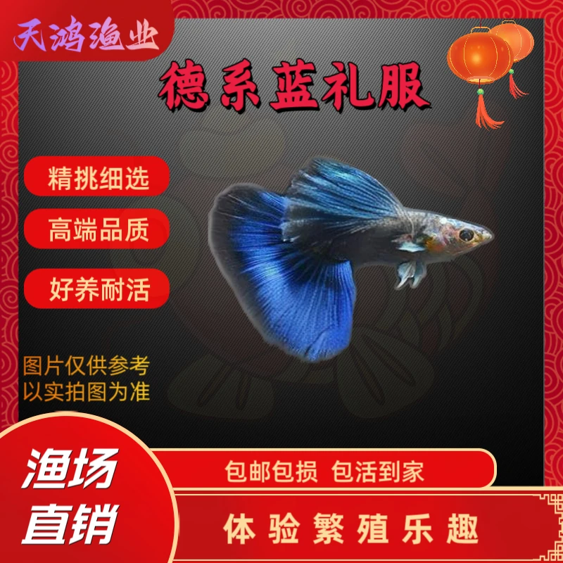 精品德系蓝礼服孔雀鱼 小型热带观赏鱼 2-3CM（入缸不赔损）