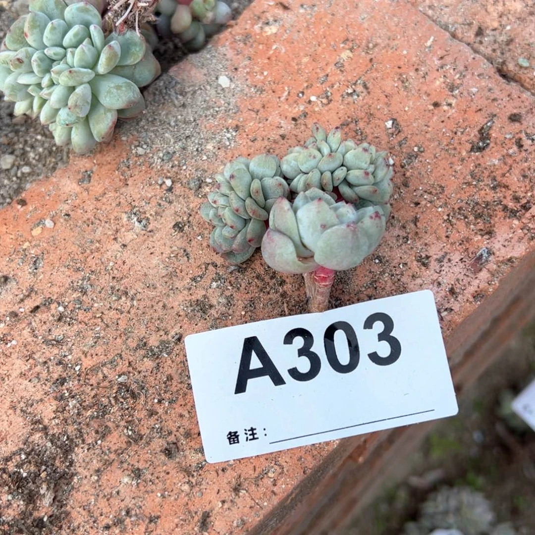 小*303多肉多肉多肉多肉