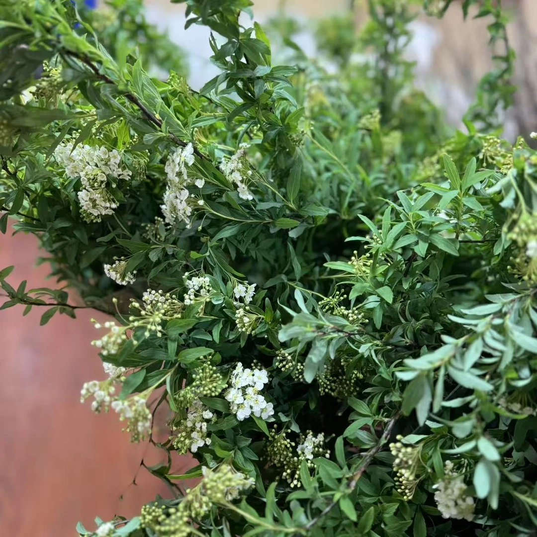 西藏包邮绿源鲜花包邮·小手球鲜花