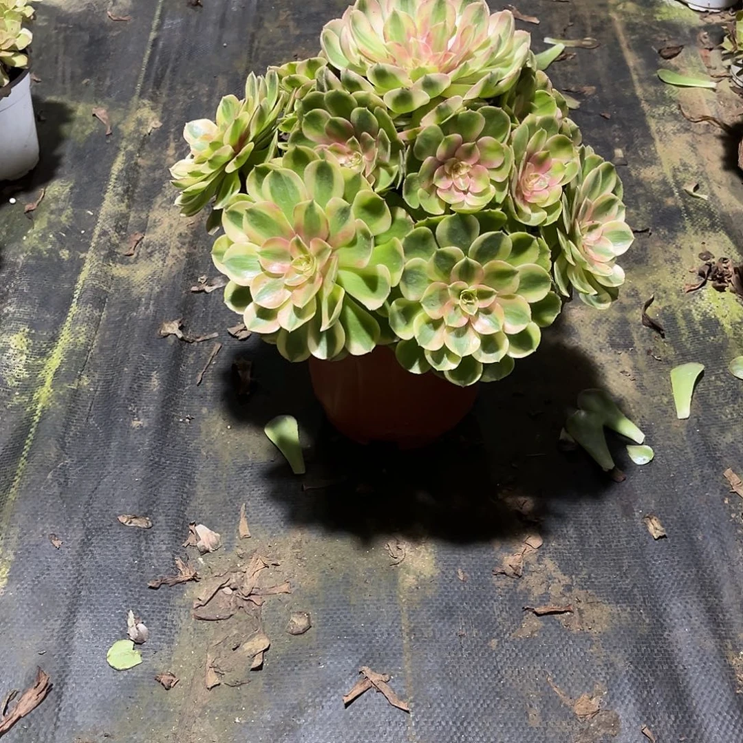 荔枝老桩漂亮漂亮