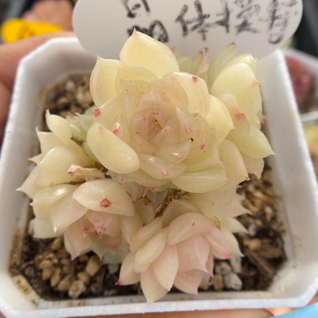 晶体麦秆模特可拍。