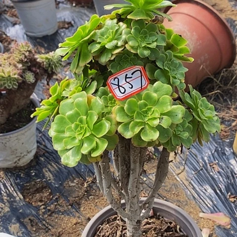 霓裳老桩捧花857号