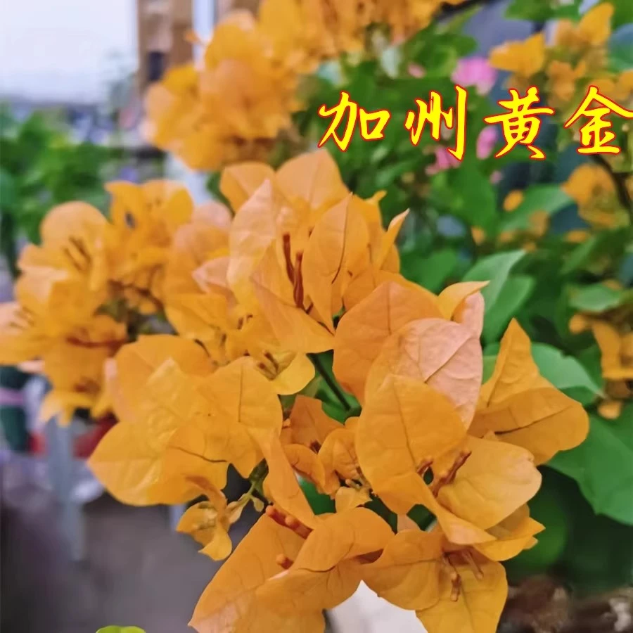 【加州黄金】三角梅老桩扦插苗四季开花绿植盆栽好养阳台庭院