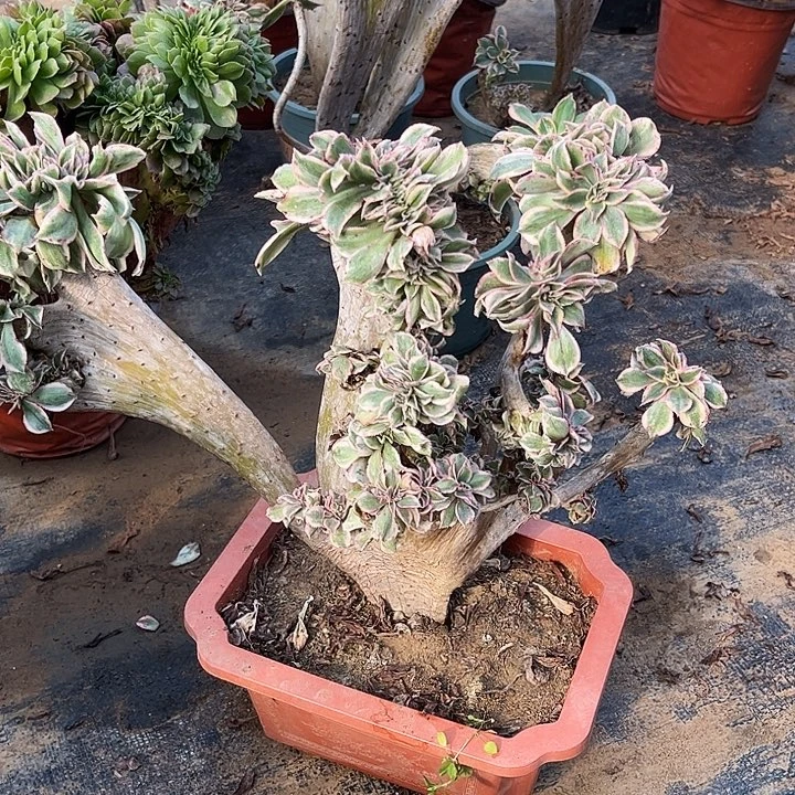 109号多肉植物缀化