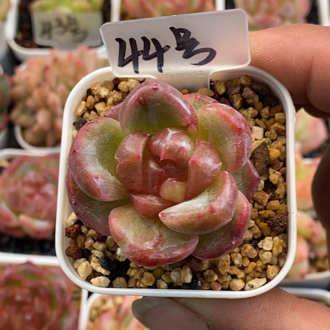 新品特价福利活动开始