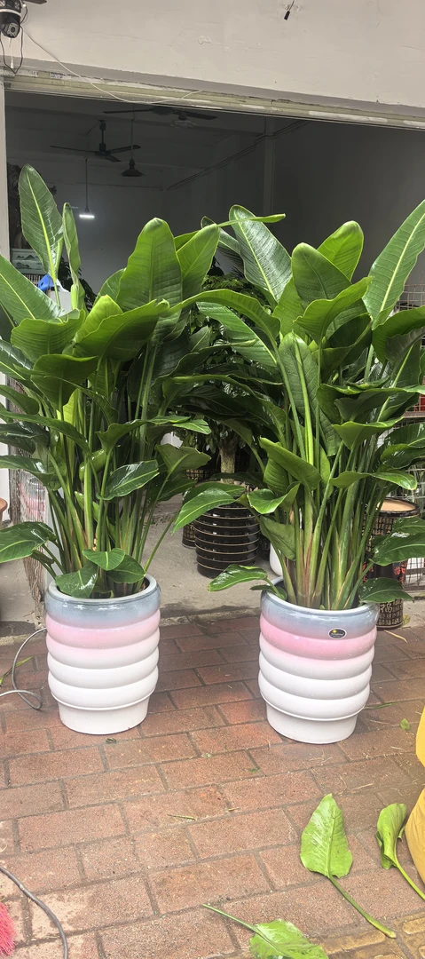 大叶天堂鸟盆栽室内绿植四季常青客厅高档植物