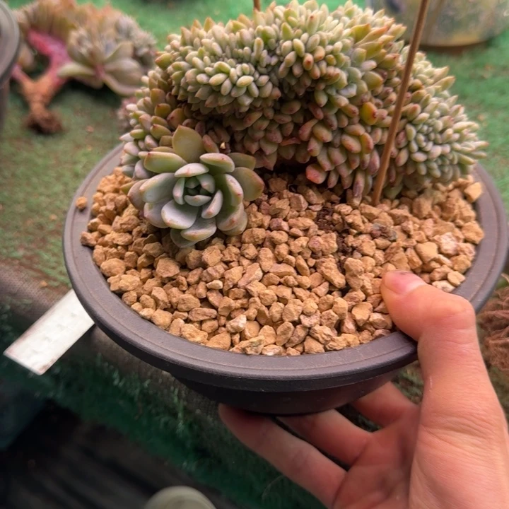 星影树缀无砍多肉