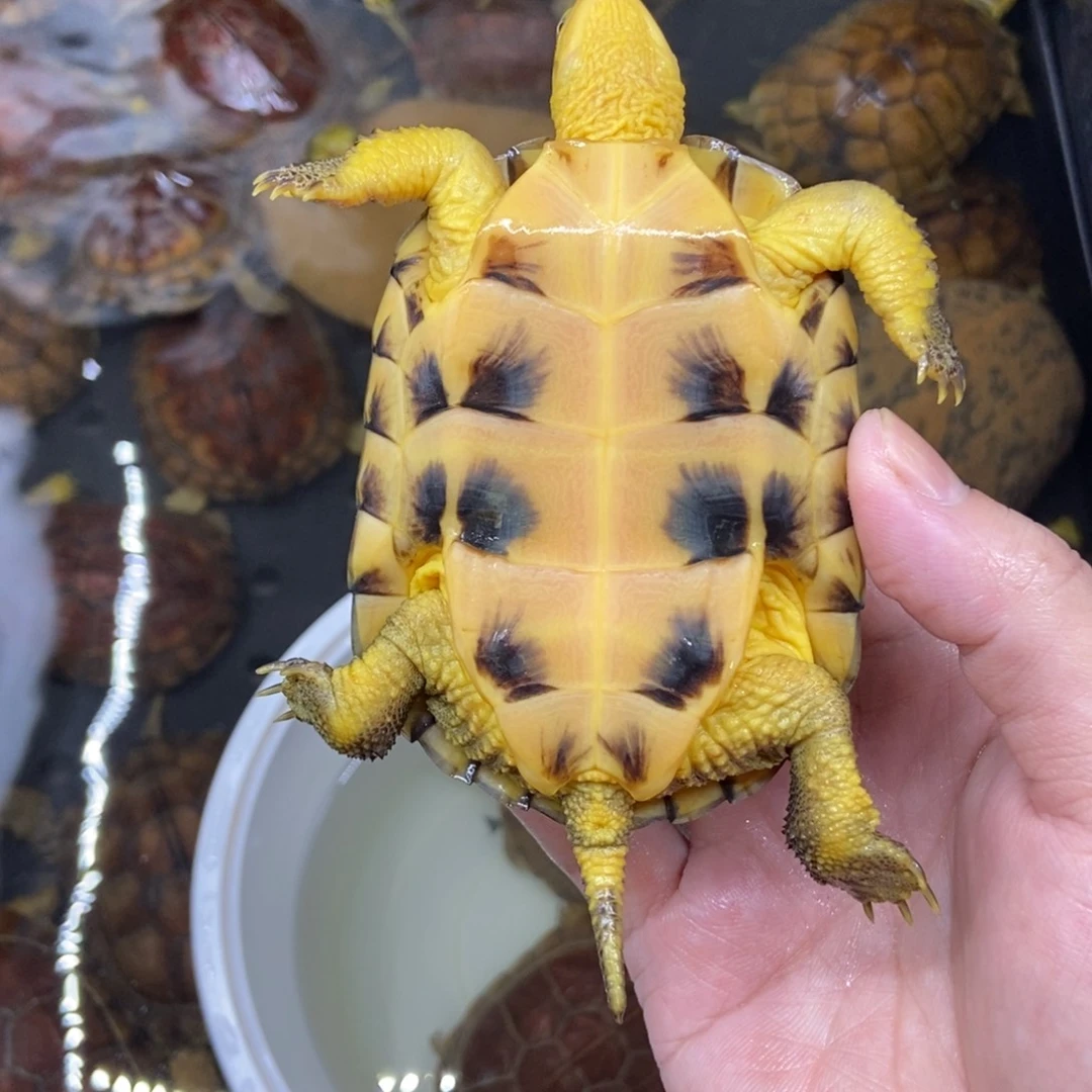 王***叔公绿毛龟小青水锈