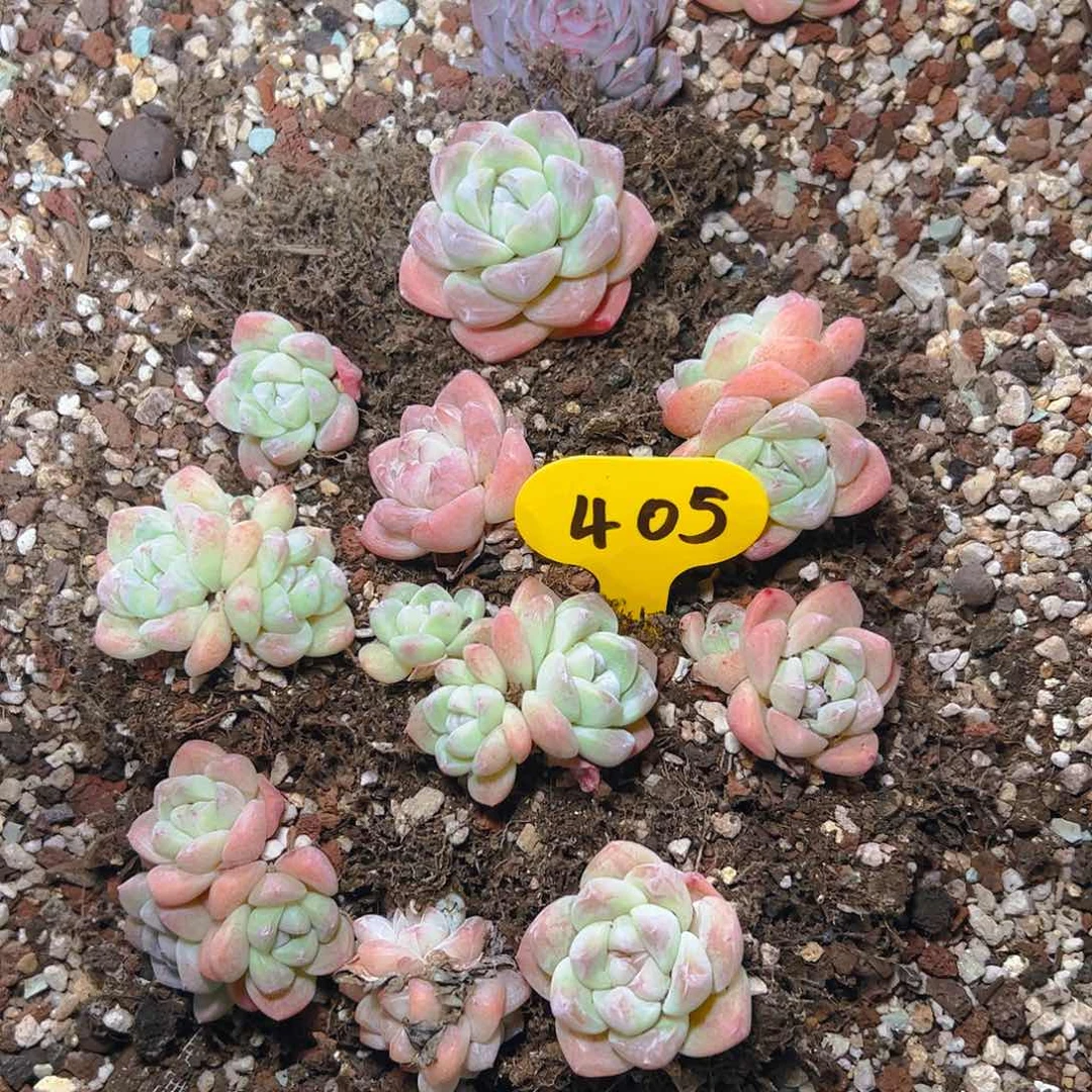 冰玉十颗405号（不包整）