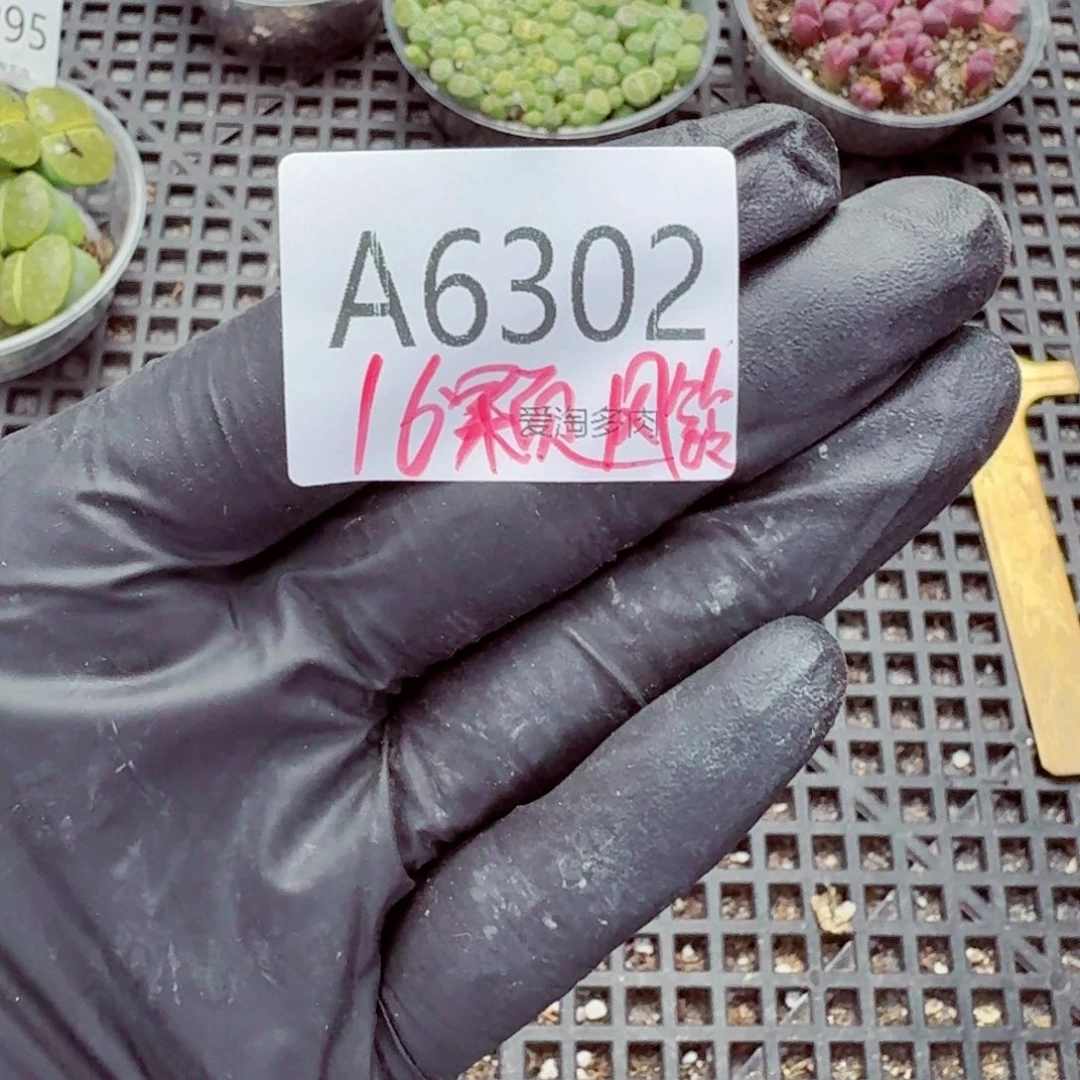 6302—风铃 16颗 量拍随机一份