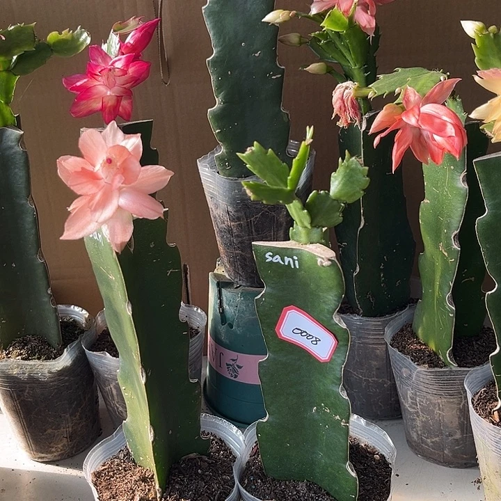 袁***当前无花栽培后可以开花sani