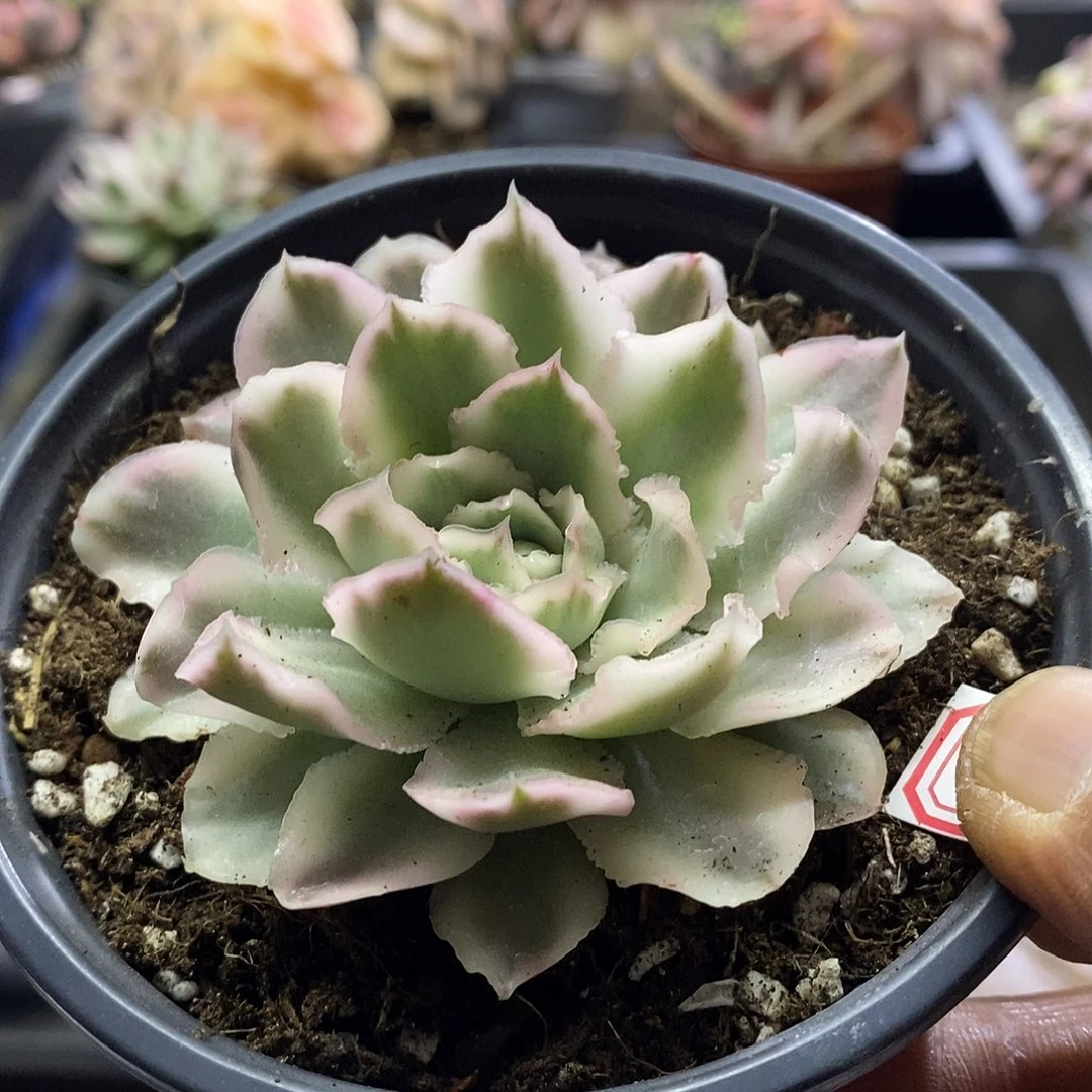 07184紫蝴蝶锦多肉