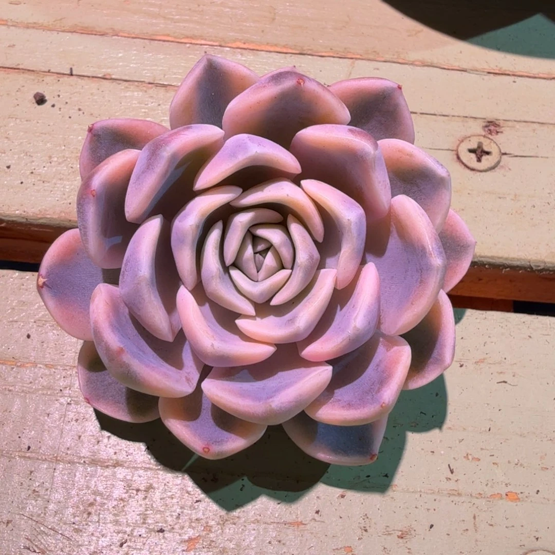 汉堡锦，锦上园艺一物一拍