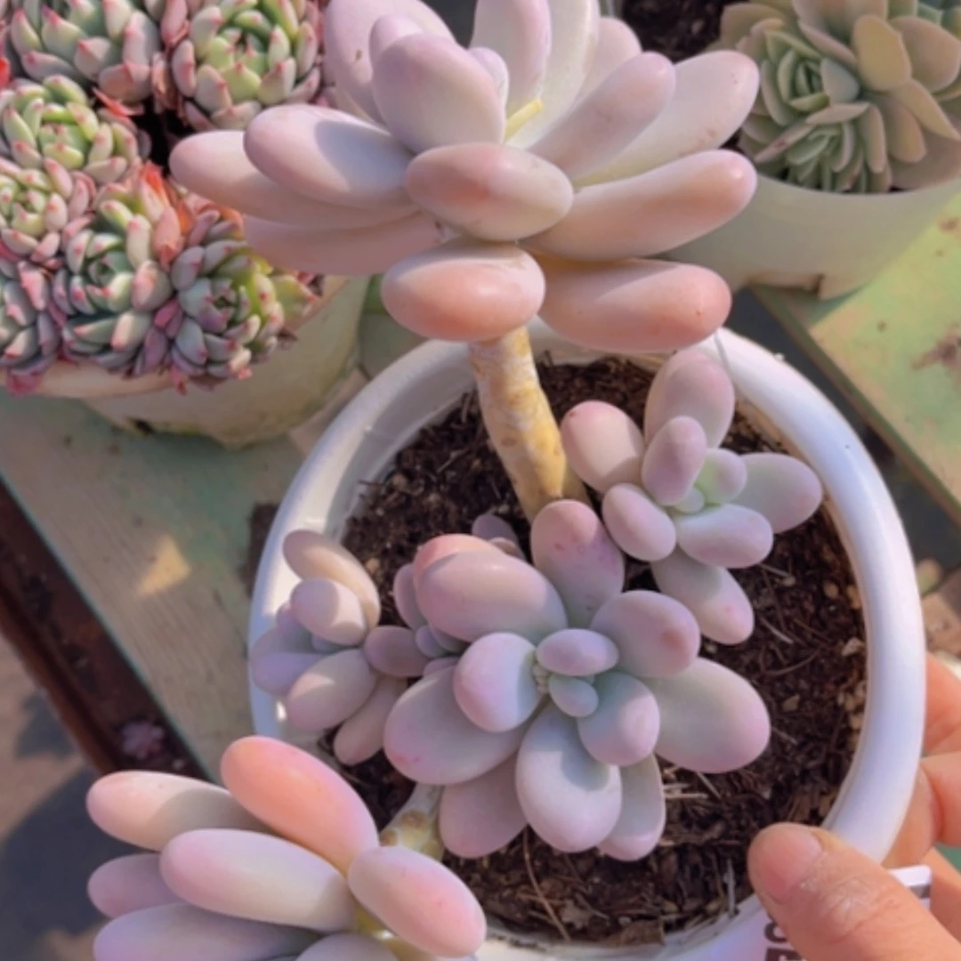 【闪购商品】橙雪球1263