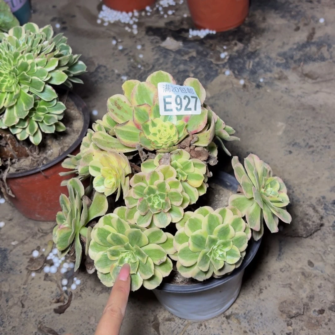 927多肉植物捧花的