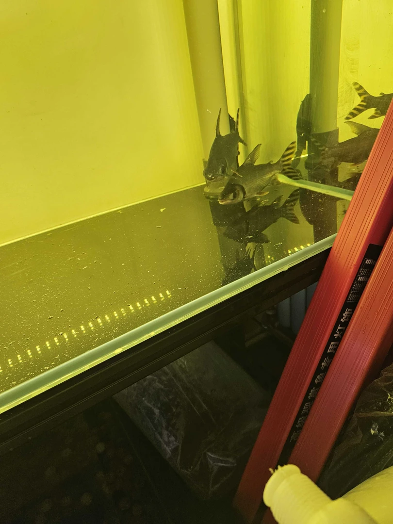 飞凤鱼，观赏鱼两条