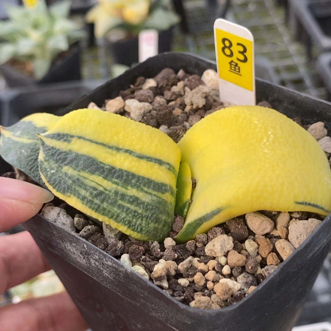 83糊斑卧牛锦一物一拍