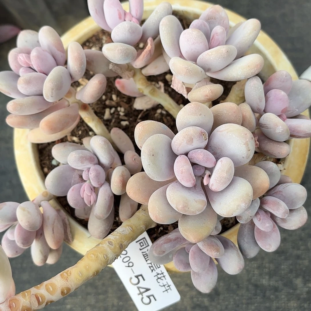 紫*同温层多肉545桃美人