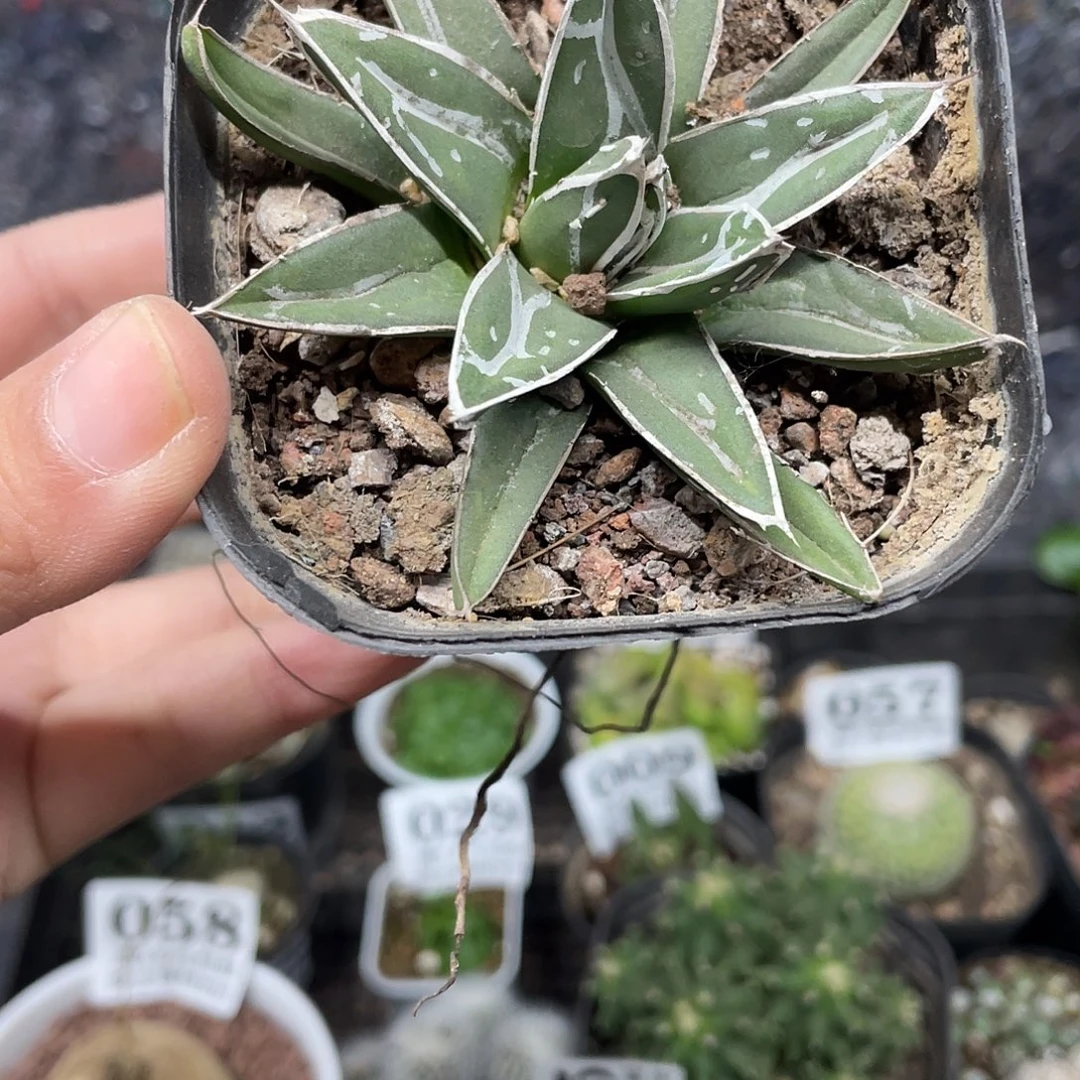 106屉之雪（满18元包邮）