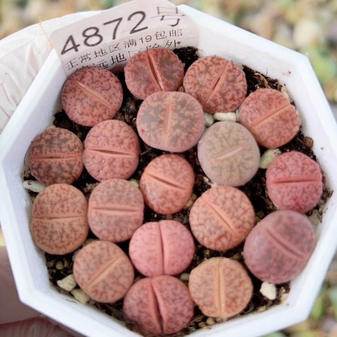 4872两年酒红18个1.2cm左右比较小特价