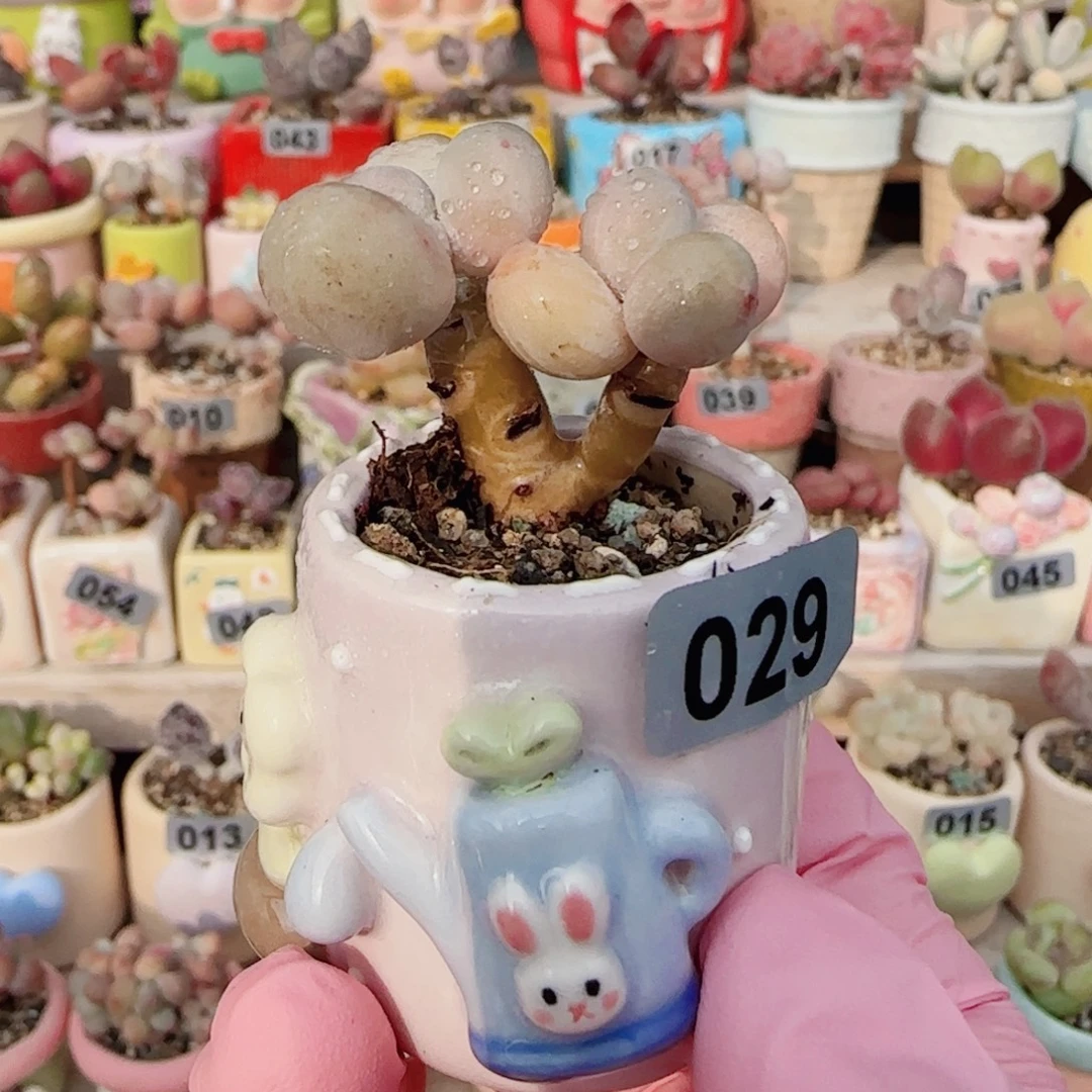 双头蛋黄奶 盆口2.5cm