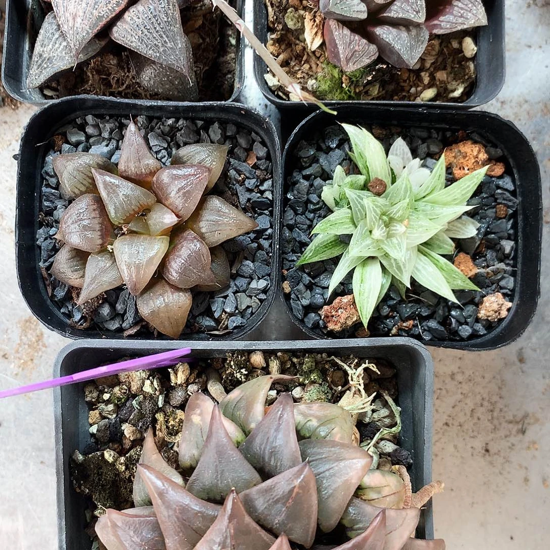 阳***光5颗，一物一拍，带盆带土