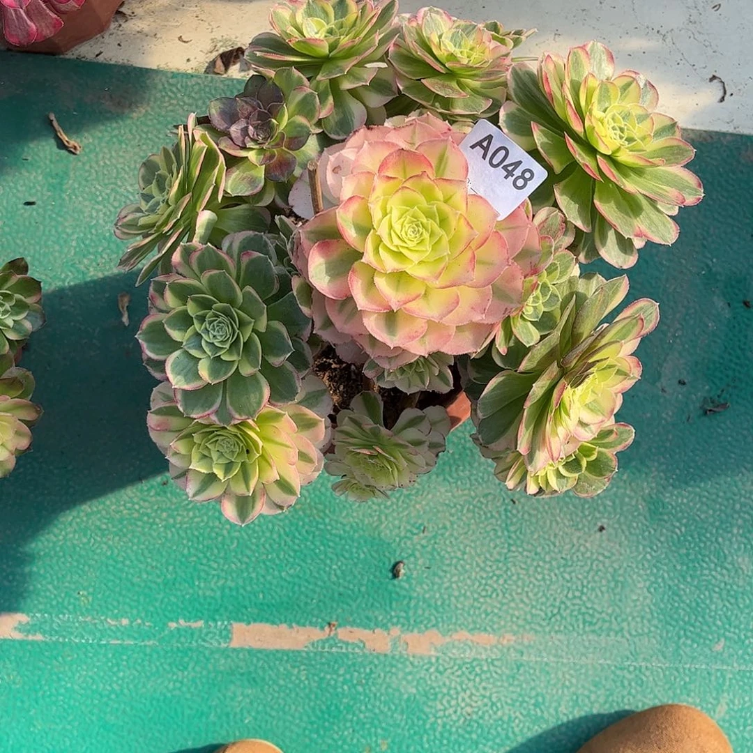 多肉水中月000000048