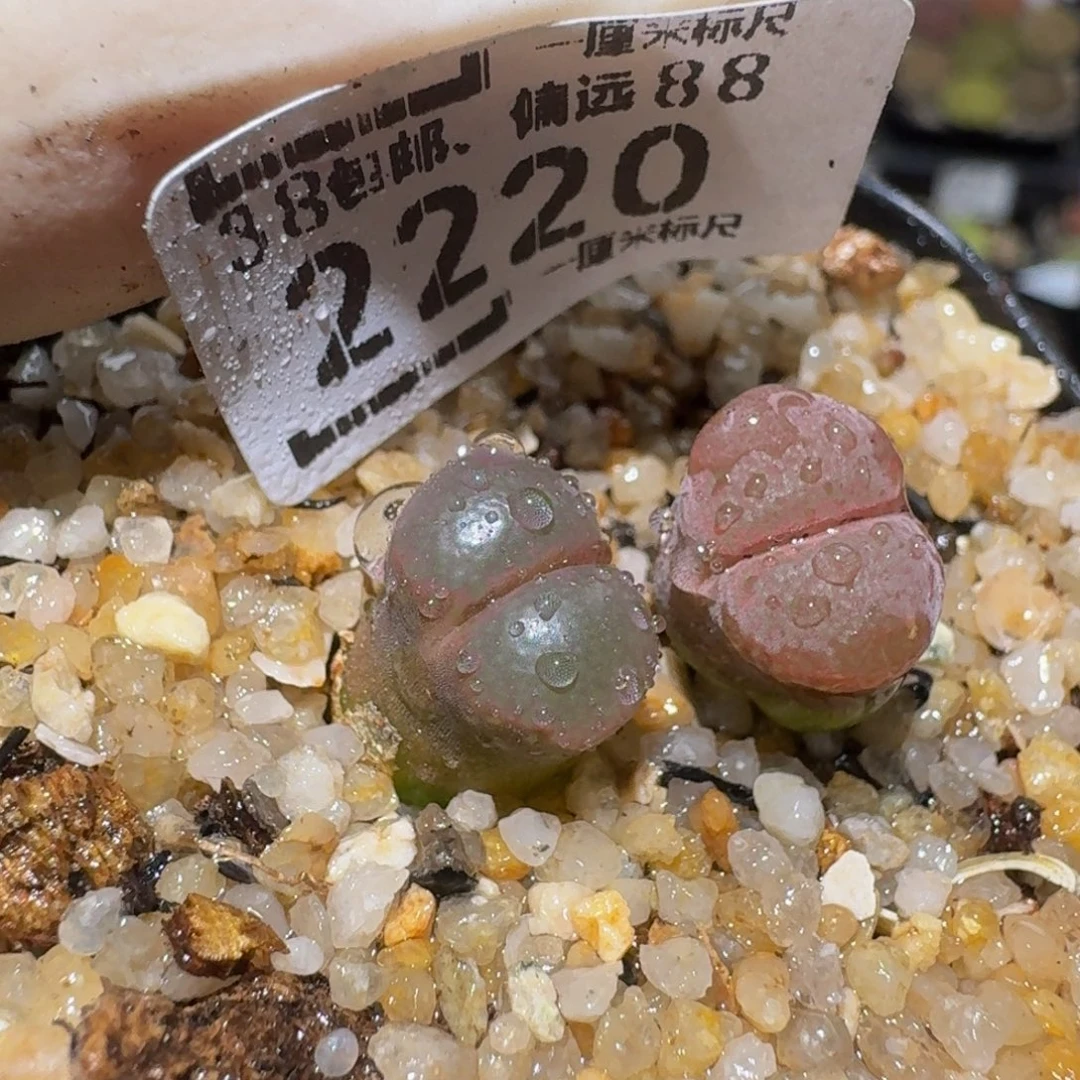 小***男zzzz生石花肉锥2220