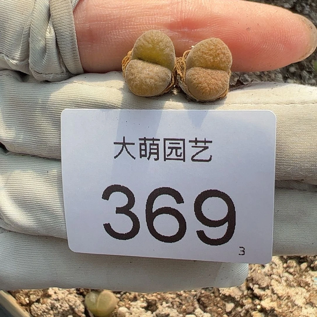 0000369量拍以下1颗EH980超级蛋糕